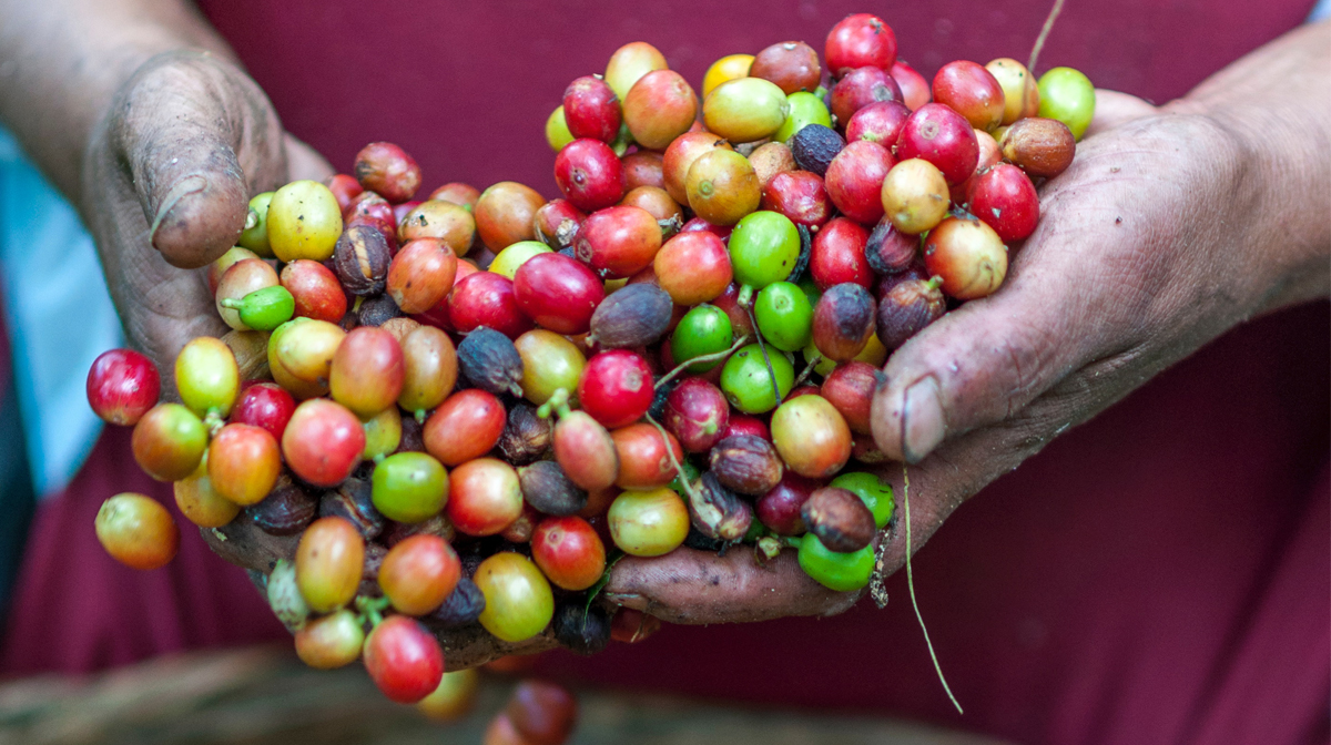 SCA, 커피 산업의 지속 가능성에 대한 웹 세미나