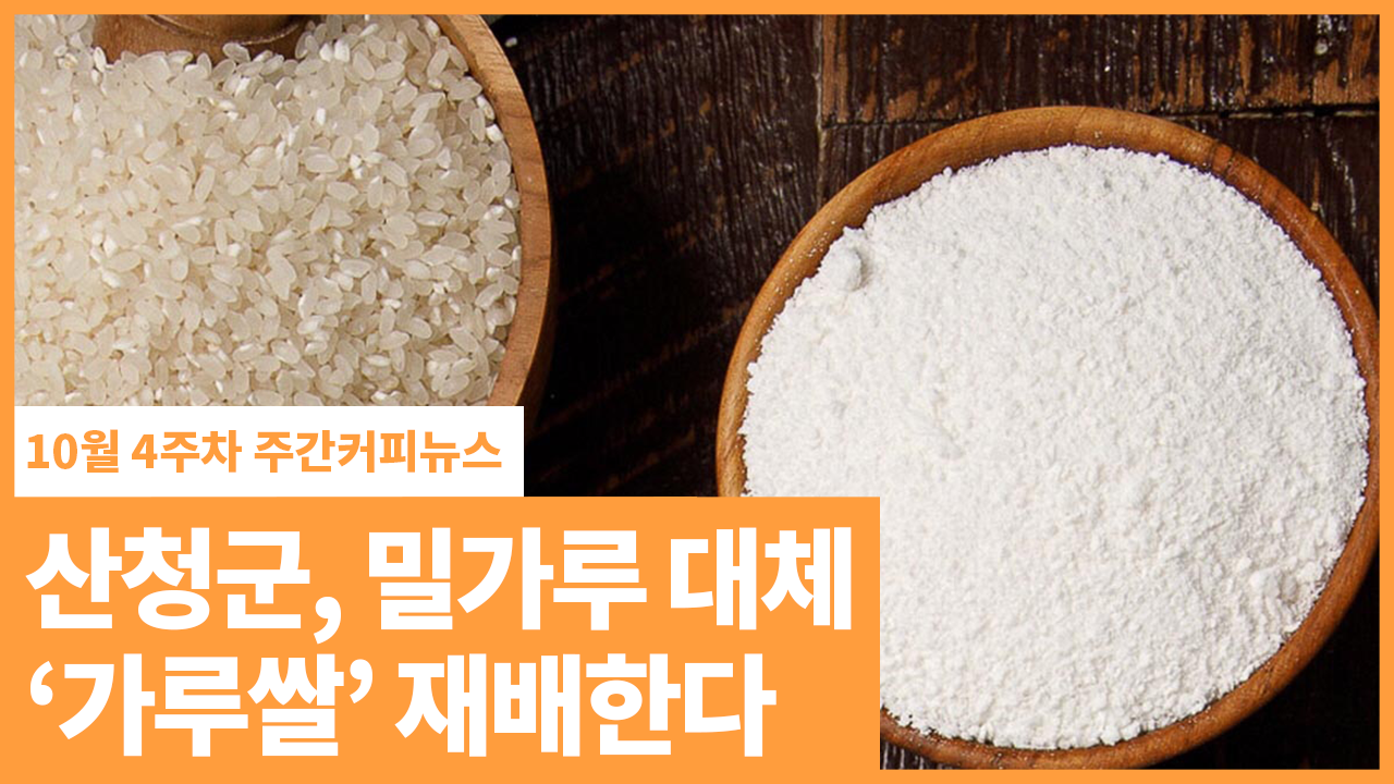 산청군, 밀가루 대체 ‘가루쌀’ 재배한다 | 10월 4주차 주간커피뉴스