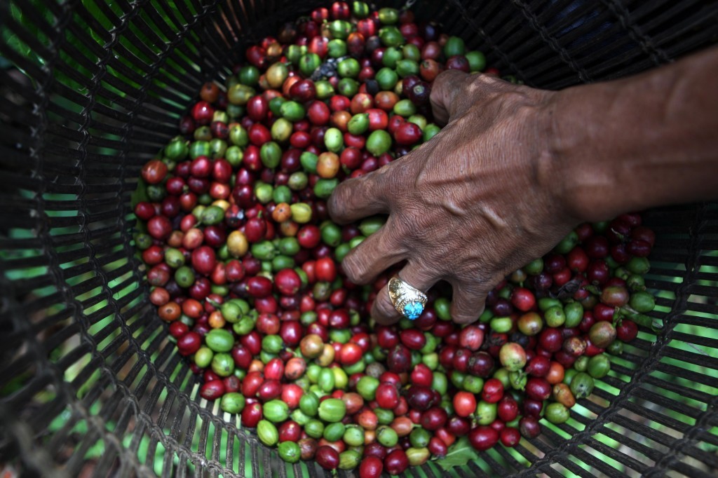Farmer grabs coffee beans from the basket on the plantation in Pagar Alam, South Sumatra. (JG Photo/Jurnasyanto Sukarno)