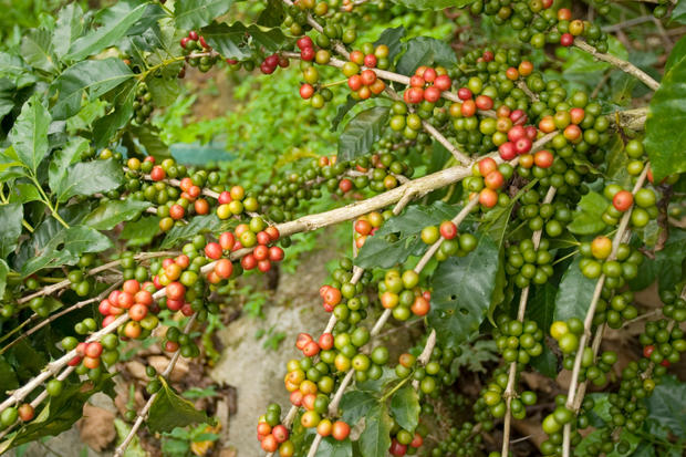 Coffee beans in the plant Chiapas Mexico