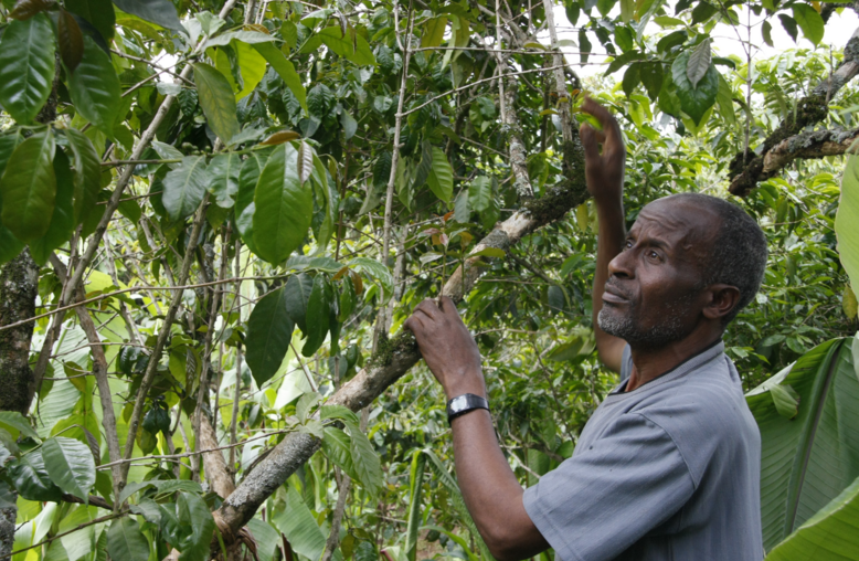 커피원산지 추적시스템, 수익과 환경개선 이끈다